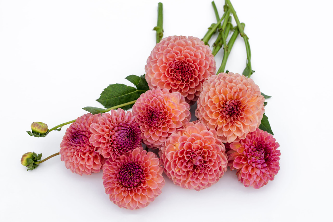 Dahlia Jowey Winnie, Loukykvět