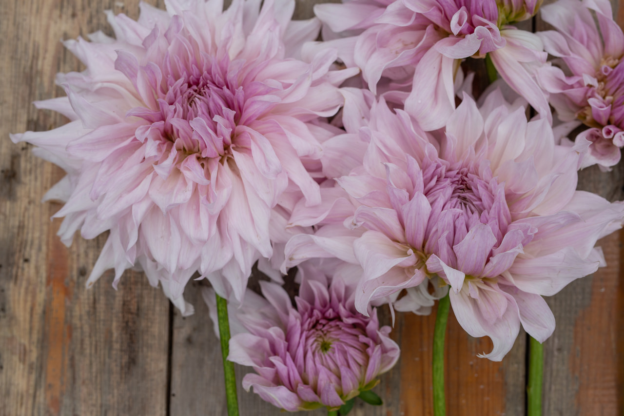 Daalia Shiloh Noelle, Loukykvět