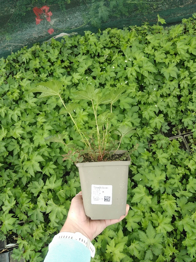 Filipendula Kahome - 9. 6. 2025