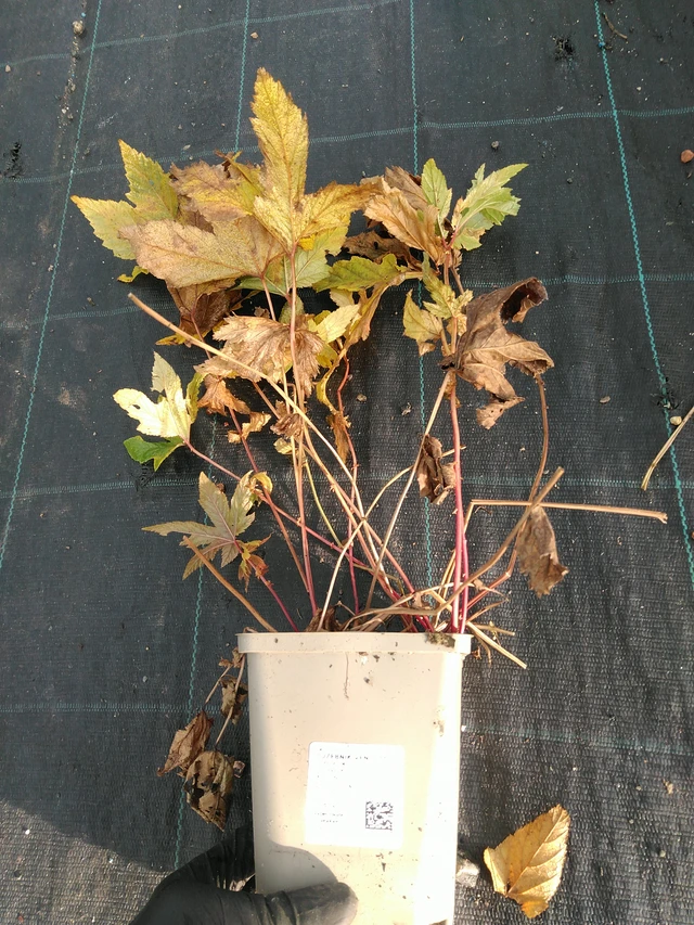 Preeria-angervo Venusta - 31. 10. 2025