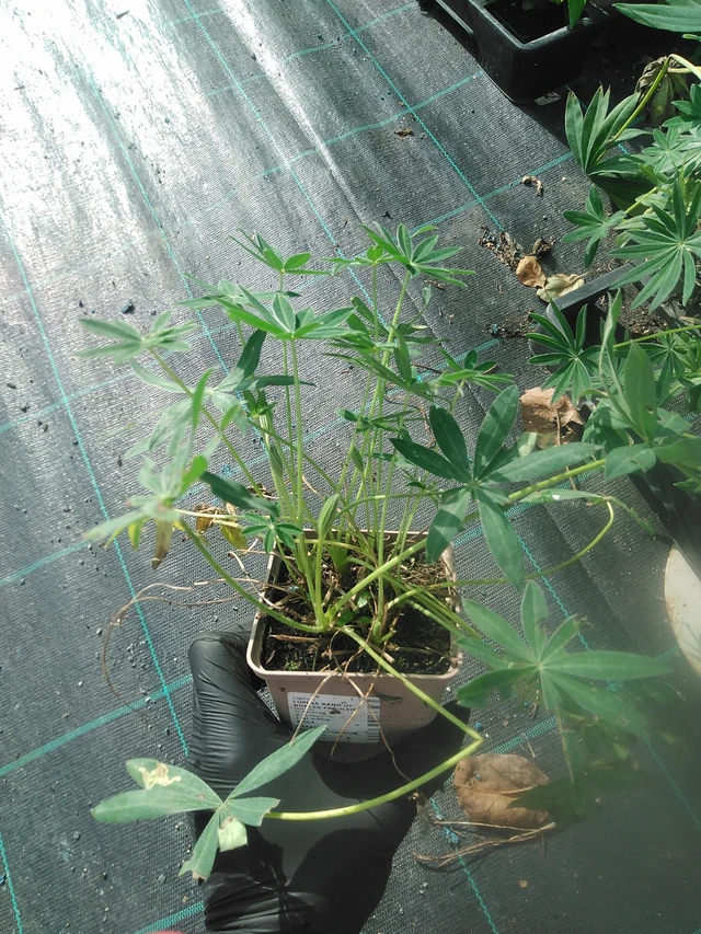 Lupiini Band of Nobles Fräulein - 13. 10. 2025