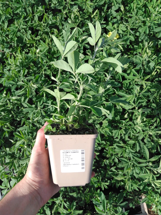 Revonpapu Sunrise - 2024