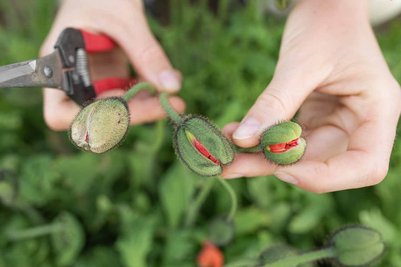 Valmue Champagne Bubbles Scarlet, Loukykvět