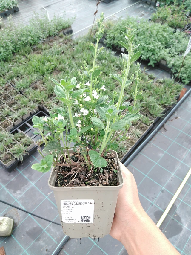 Käenminttu White Cloud  - 10. 9. 2025