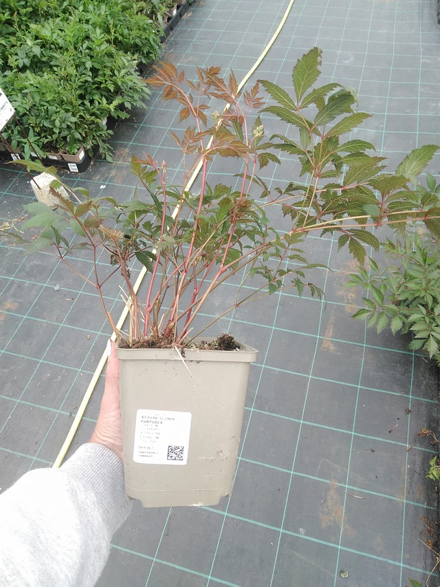 Astilbe Gloria Purpurea - 3. 6. 2026