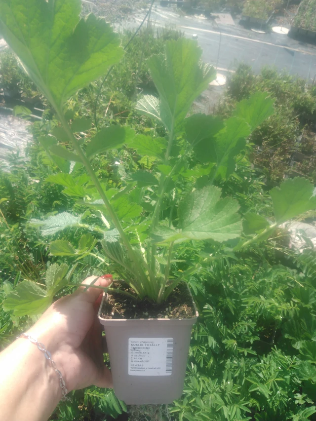 Kellukka Totally Tangerine - 2024