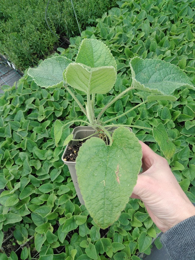 Phlomis Russeliana - 9. 6. 2025