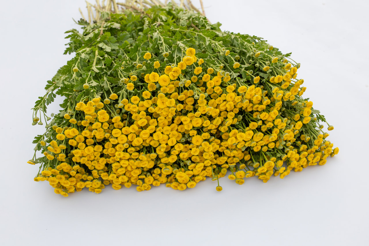 Reunuspietaryrtti Amero, Loukykvět