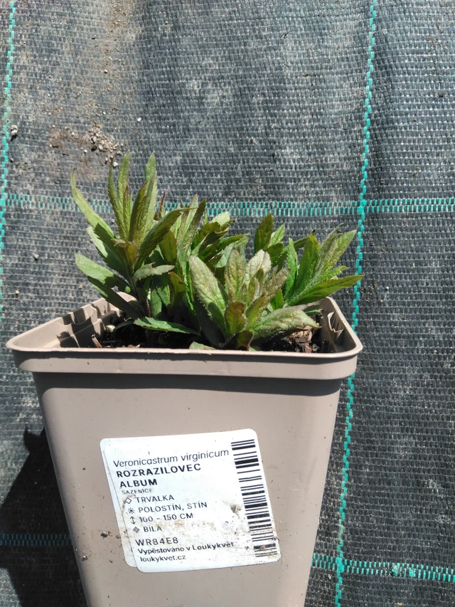 Tädykearvio Album - 3. 4. 2025