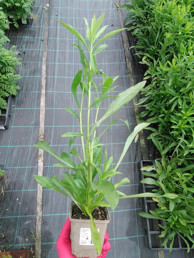 Piisku Golden Glory - 29. 7. 2025