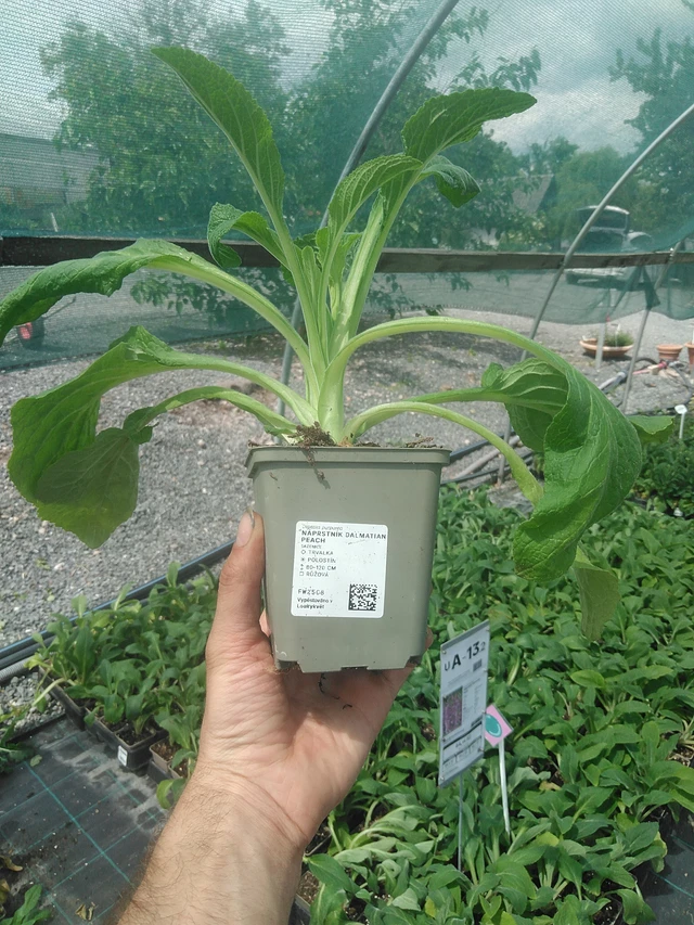 Vingerhoedskruid Dalmatian Peach - 2. 6. 2026