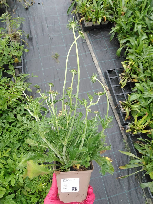 Escabiosa Pink Mist - 29. 7. 2025