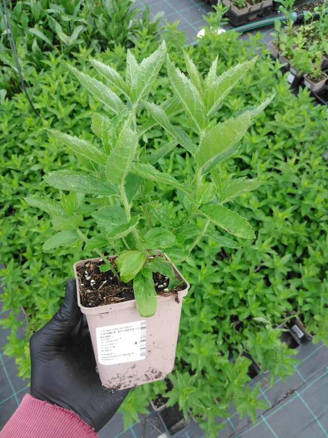 Maitokello Alba - 2024