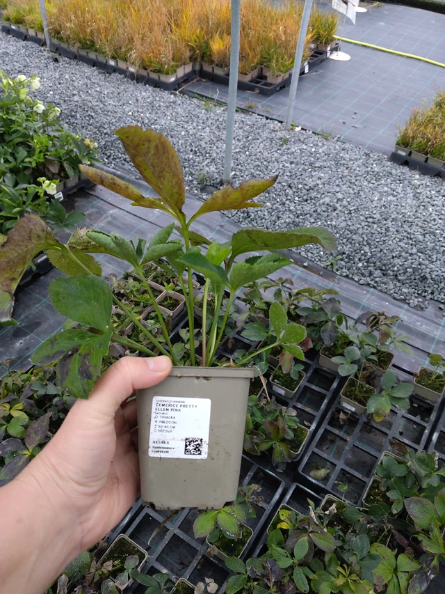 Jouluruusu Pretty Ellen Pink - 10. 10. 2025