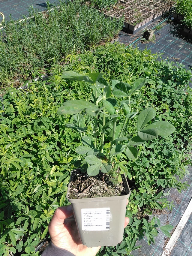 Revonpapu Sunrise - 13. 5. 2025