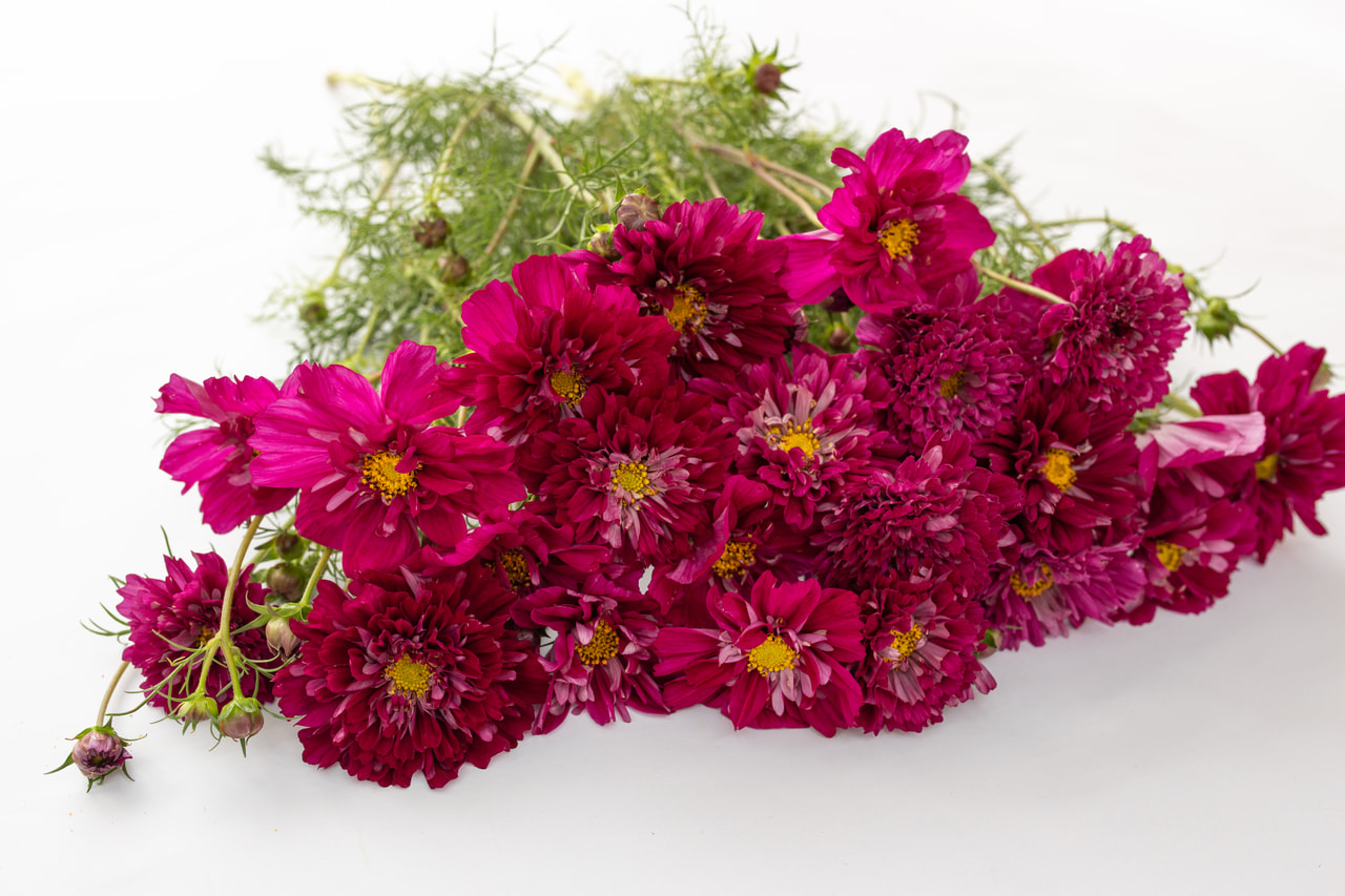 Cosmos Double Click Cranberries, Loukykvět