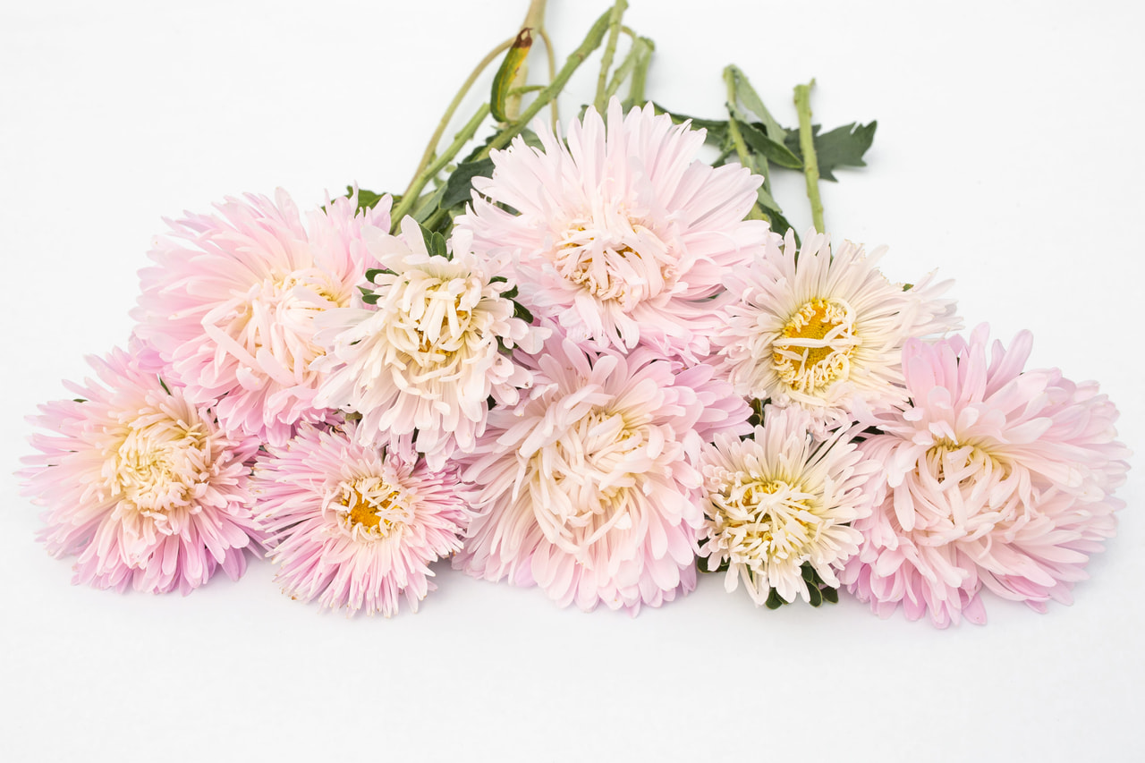 Kiinanasteri King Size Appleblossom, Loukykvět