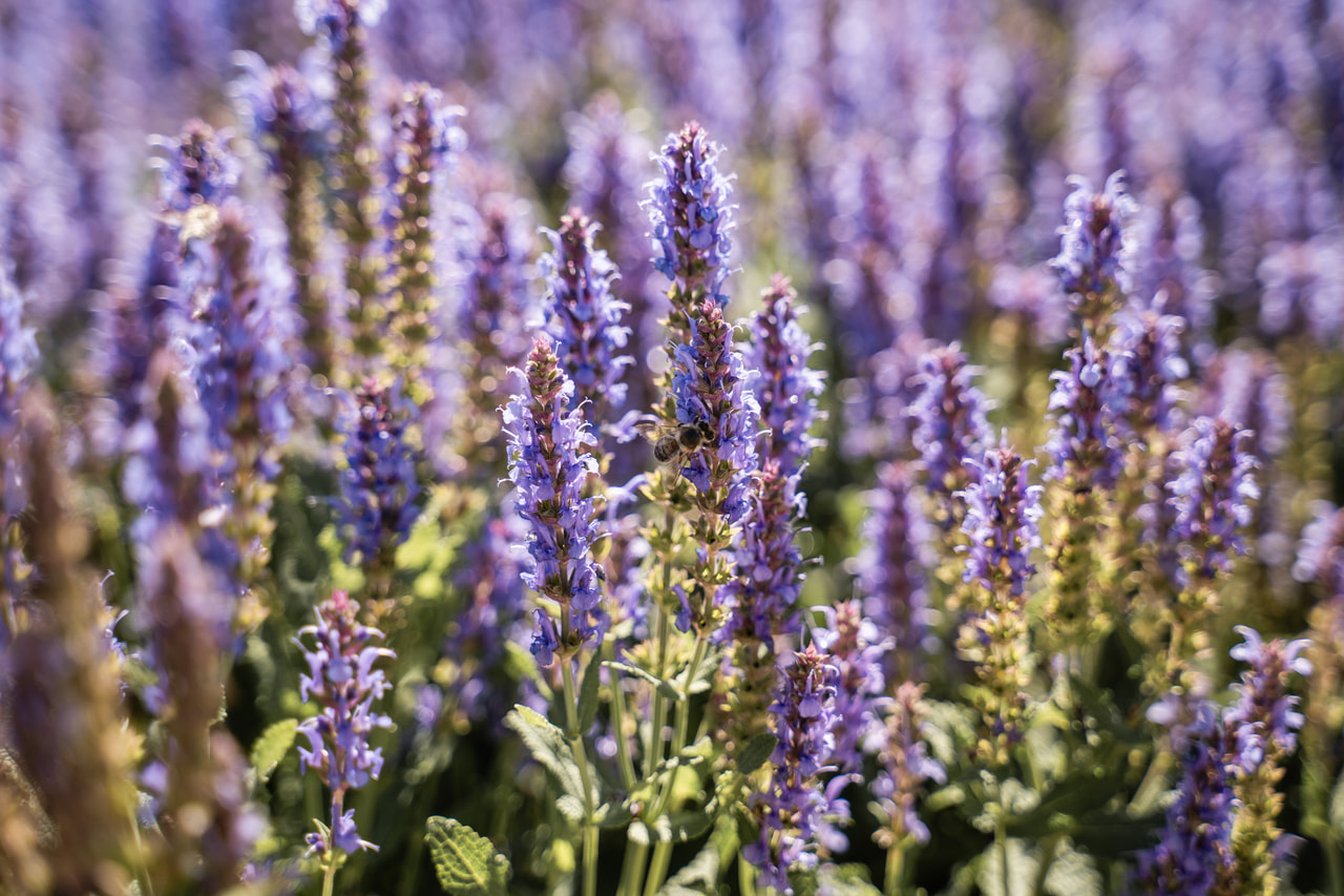 Salvia nemorosa Blauhügel, Loukykvět