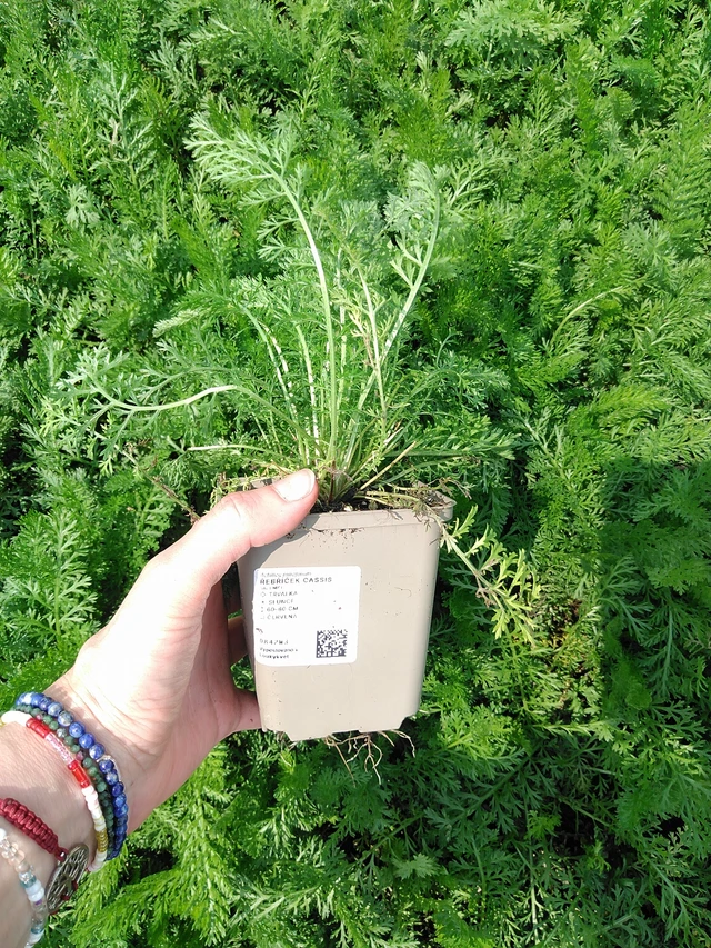 Siankärsämö Cassis - 9. 6. 2025