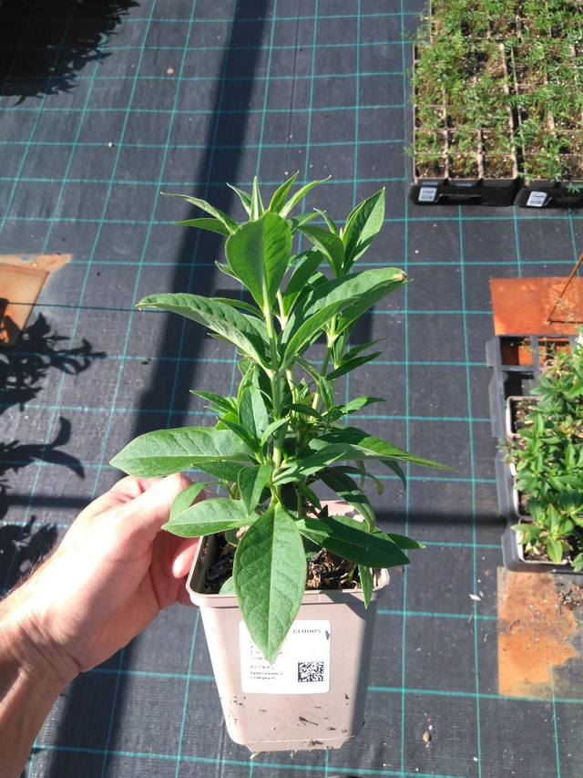 Leimu White Clouds - 20. 6. 2025