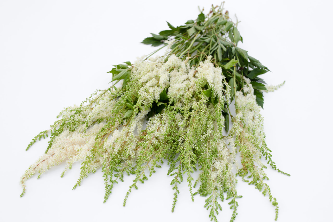 Jaloangervo Diamant, Loukykvět