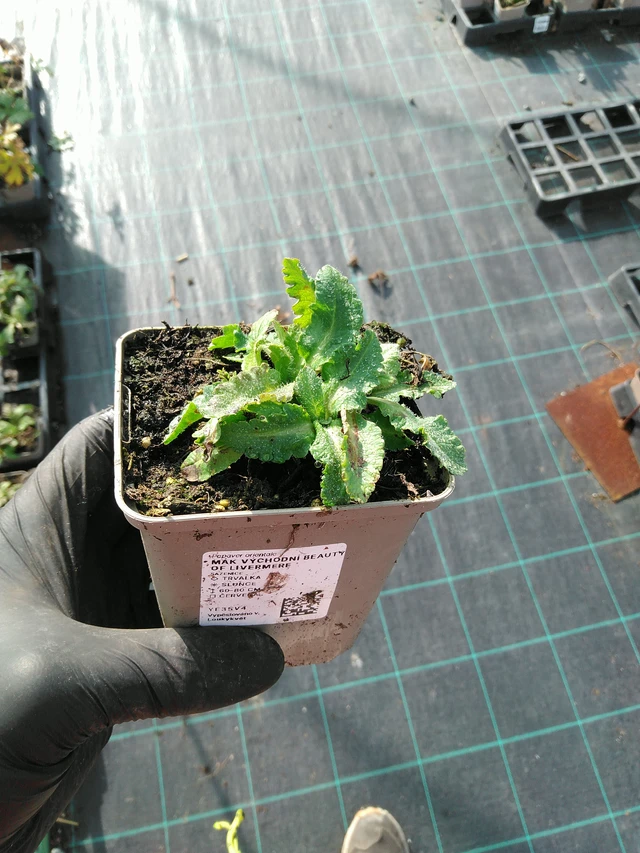 Idänunikko Beauty of Livermere - 31. 10. 2025