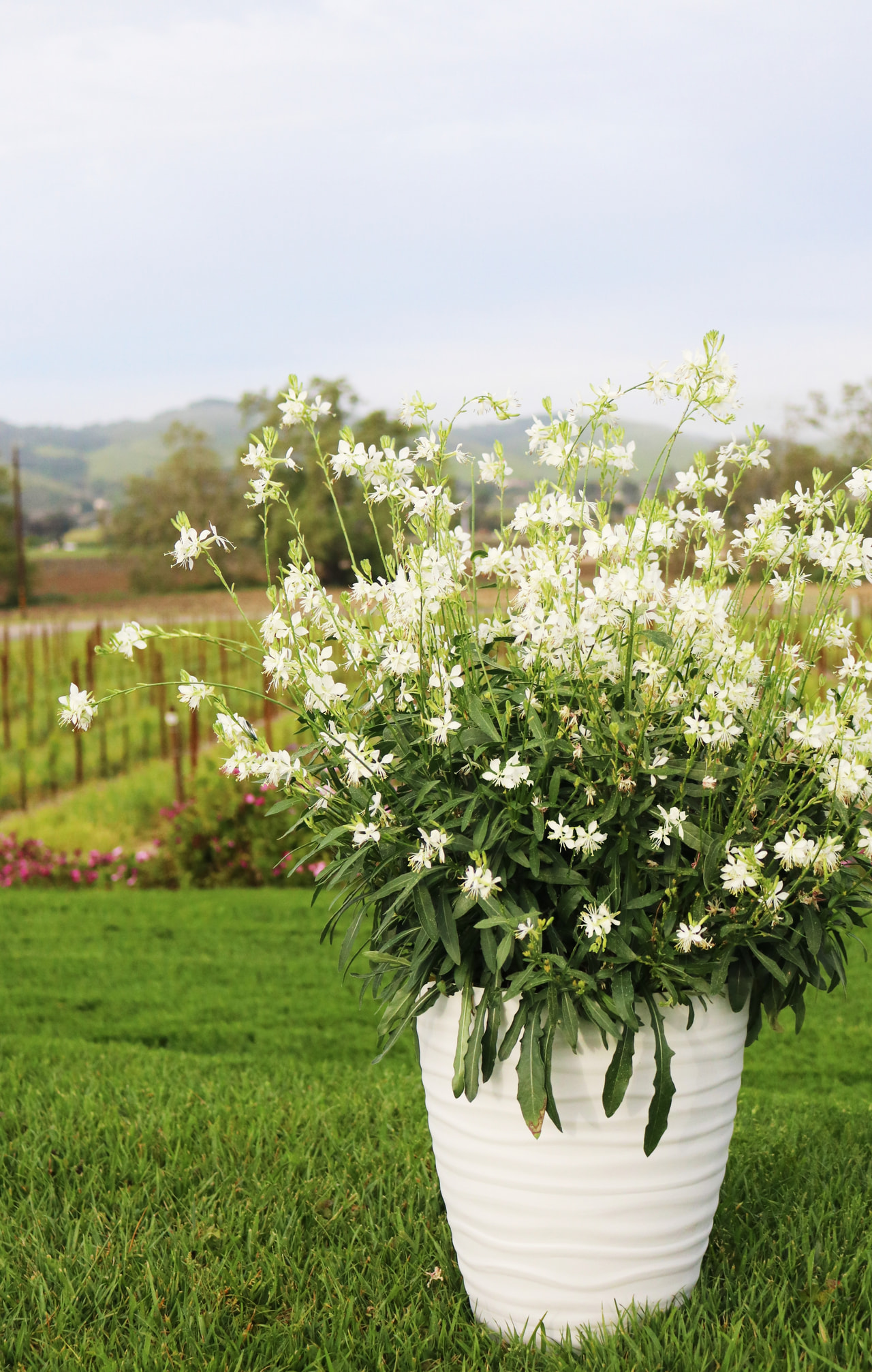 Svíčkovec Graceful White, Loukykvět