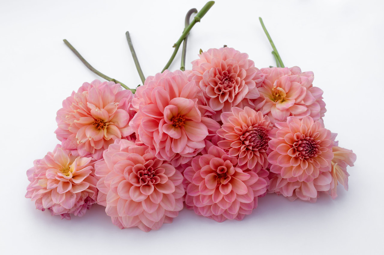 Dalia Doris Duke, Loukykvět