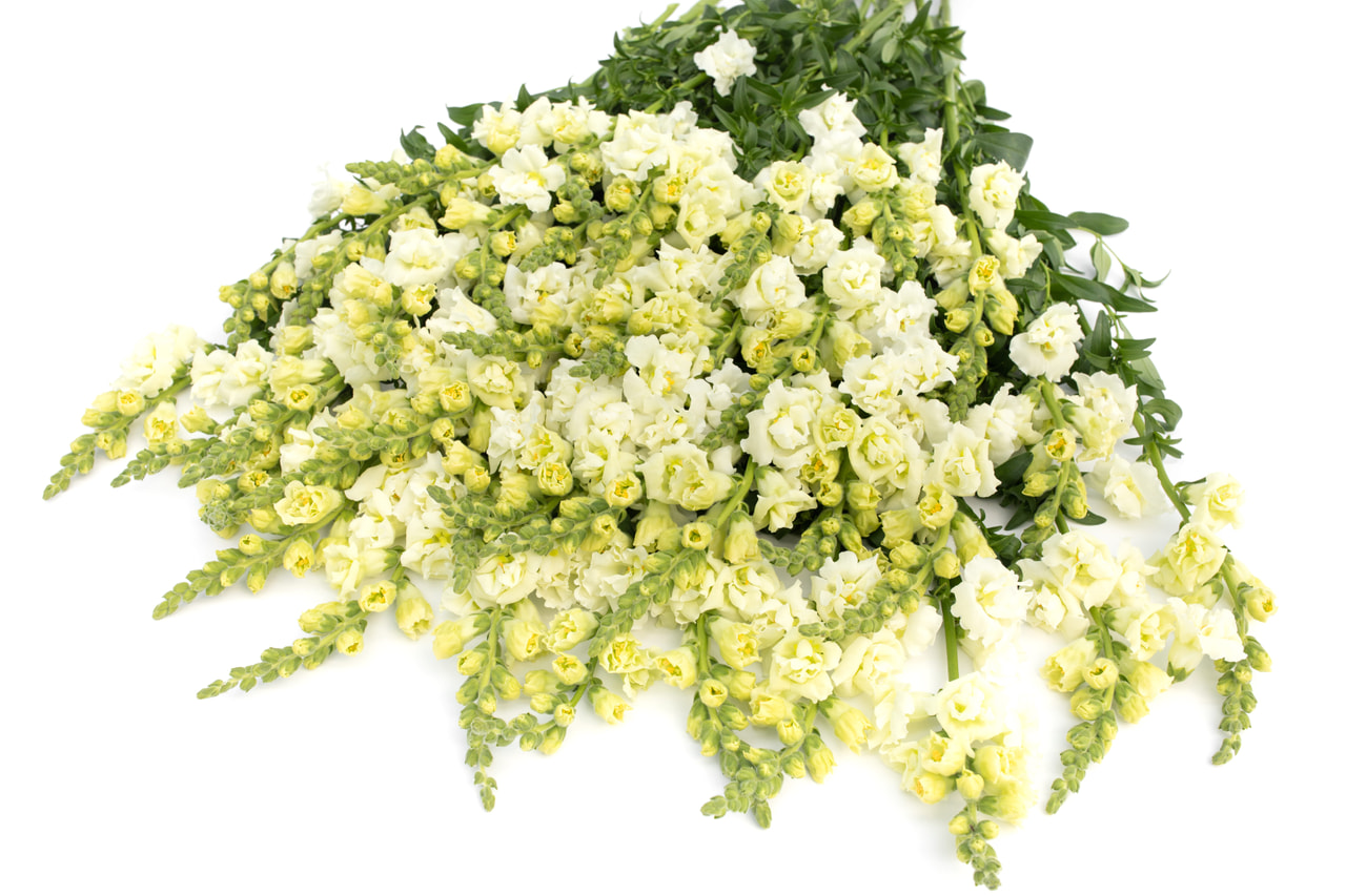 Leijonankita Snapstar White, Loukykvět