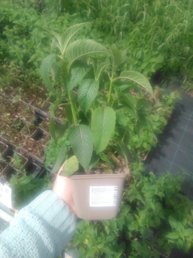 Väriminttu Beauty of Cobham - 2024