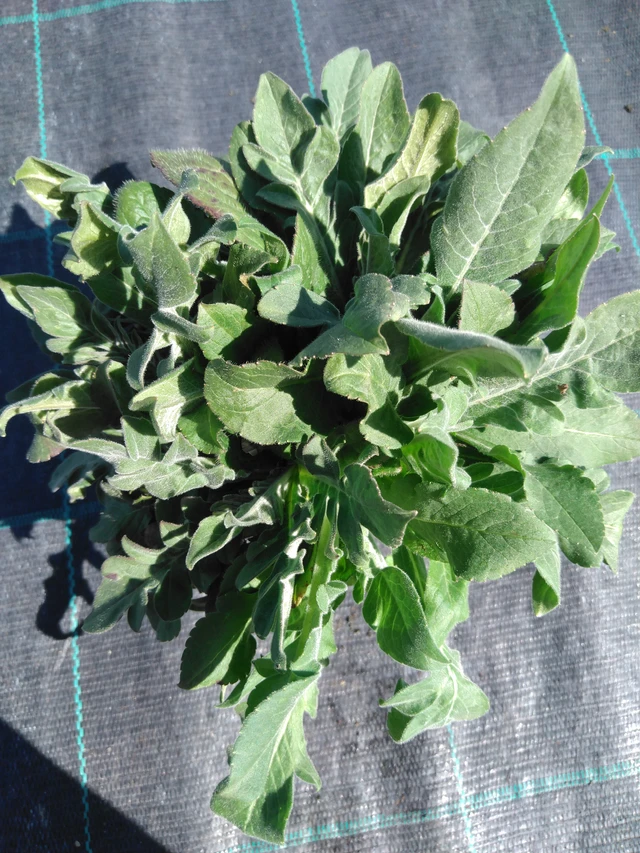 Ruusuruoho Red Knight - 3. 4. 2025