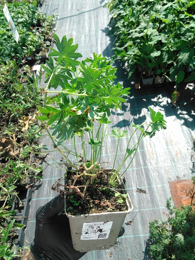 Verikurjenpolvi - 19. 8. 2025