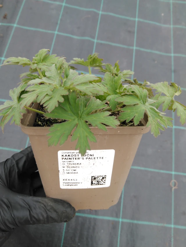 Kyläkurjenpolvi Painter’s Palette - 1. 4. 2026