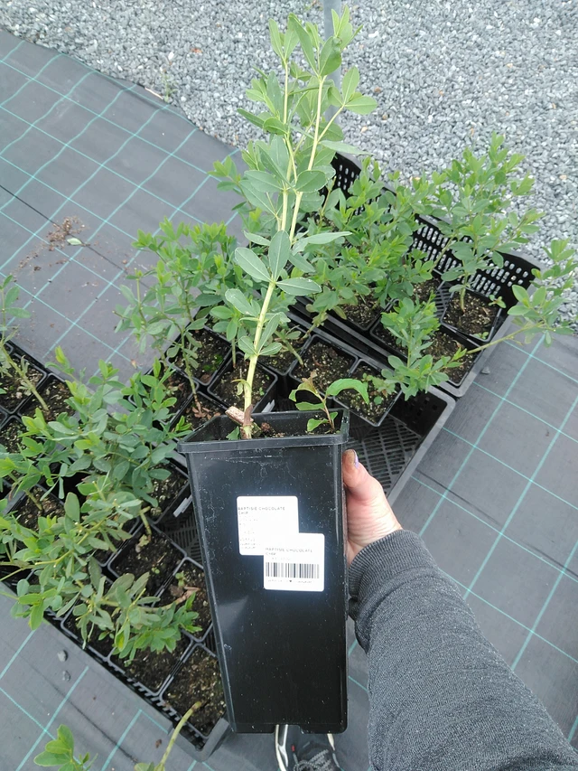 Baptisia Chocolate Chip - 9. 6. 2025