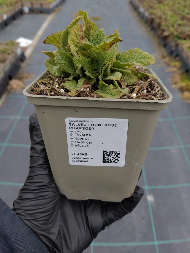 Salvia pratensis Rose Rhapsody - 31. 3. 2026