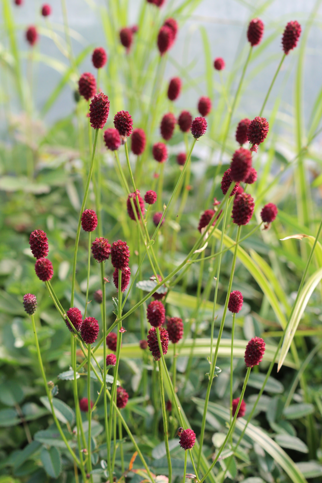 Luppio Tanna, Loukykvět