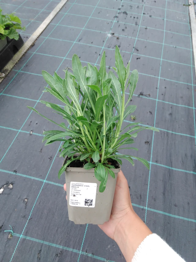 Kesäkynttilä Cool Breeze - 11. 9. 2025