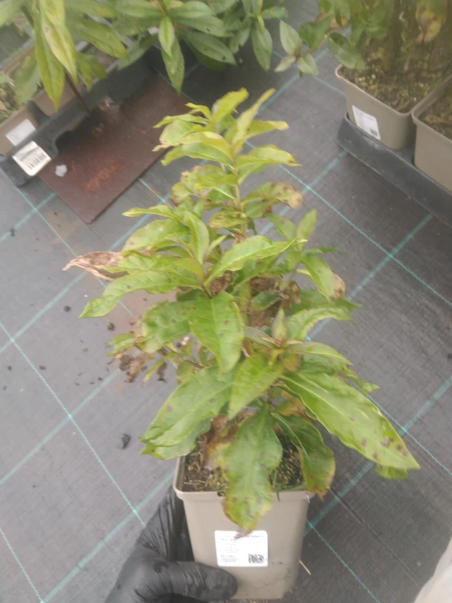 Leimu Sweet Summer Fantasy - 23. 10. 2025