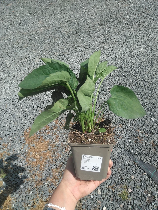 Rudbeckia Goldsturm - 21. 7. 2026