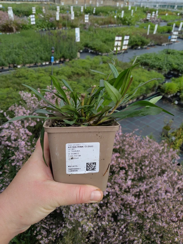 Asteri Pink Cloud - 9. 10. 2025