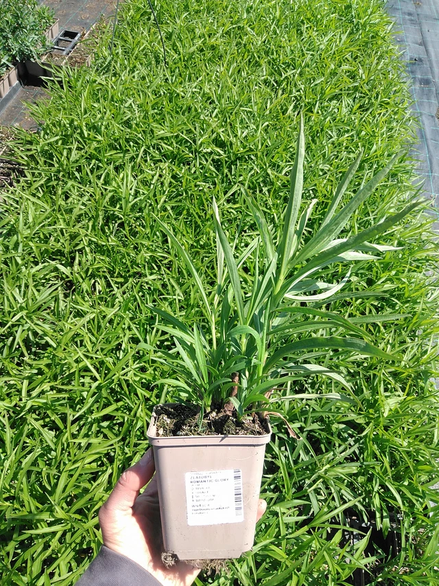 Piisku Romantic Glory - 13. 5. 2025