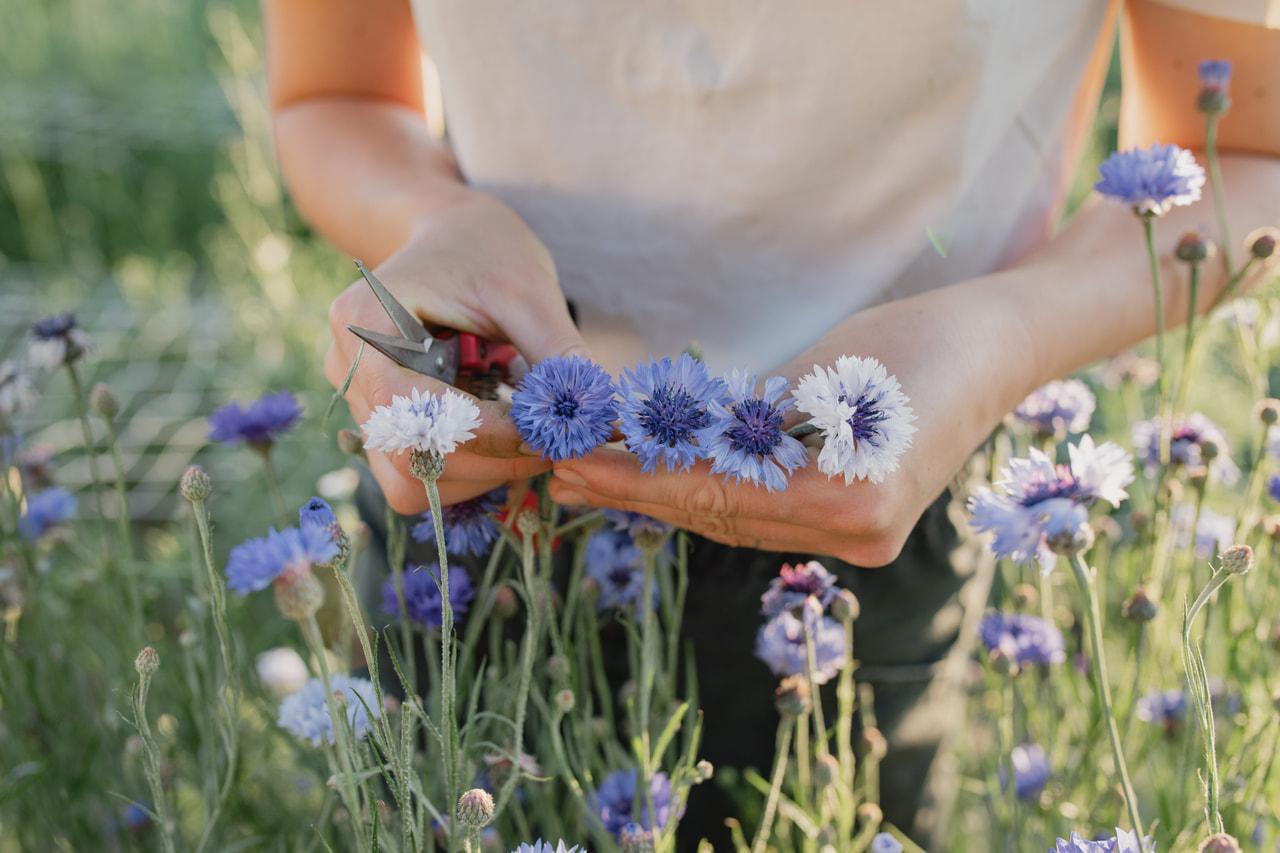 Aciano Classic Fantastic, Loukykvět