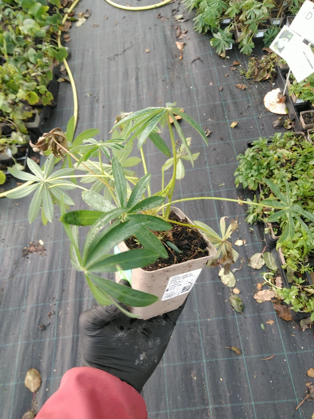 Lupiini Band of Nobles Fräulein - 31. 10. 2025