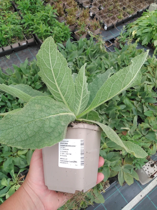 Verbascum Gainsborough - 2024