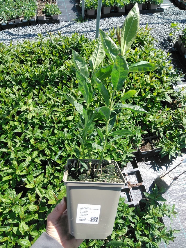 Leimu Franz Schubert - 13. 5. 2025