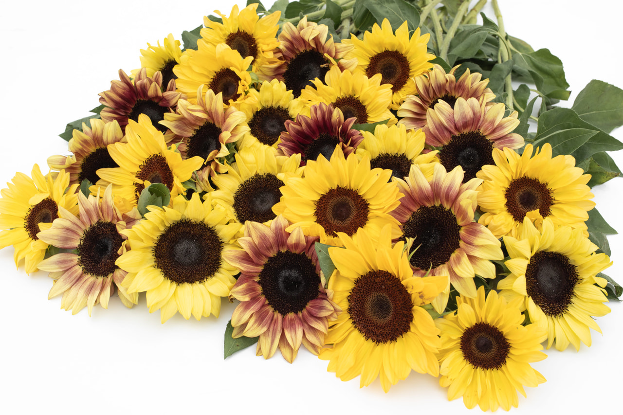 Sunflower ProCut Fruits Mix, Loukykvět