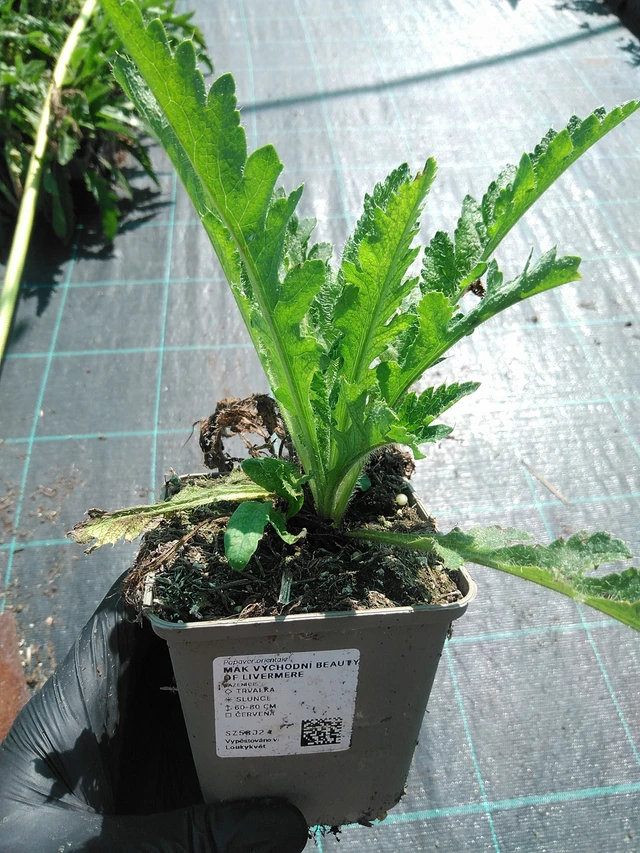 Idänunikko Beauty of Livermere - 19. 8. 2025