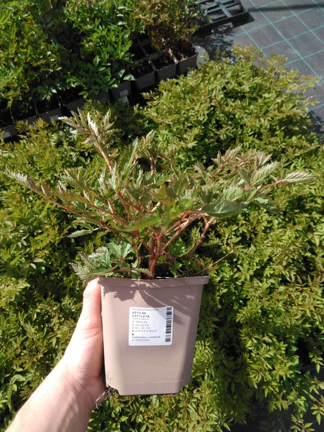 Jaloangervo Cattleya - 2024