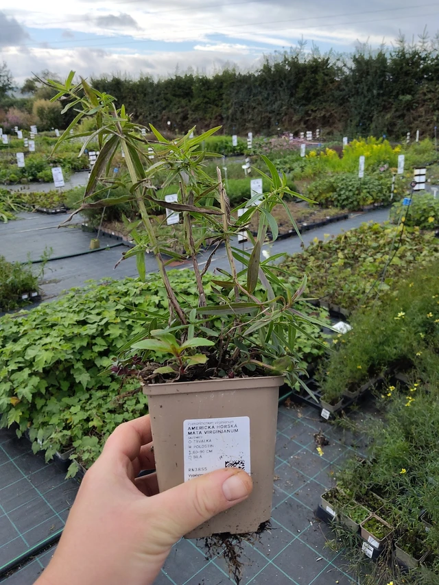 Menta de montaña Virginianum - 9. 10. 2025