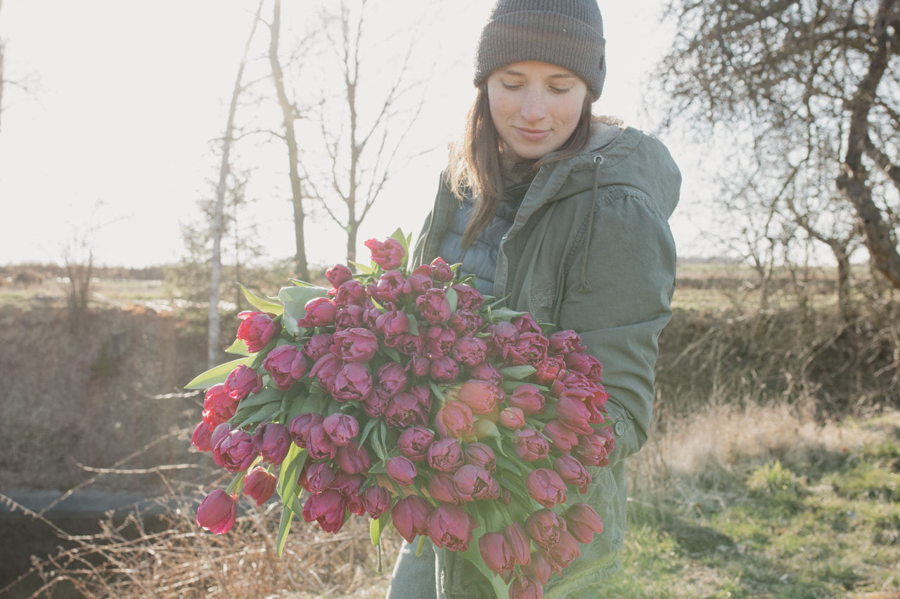 Tulppaani Margarita, Loukykvět